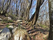 53 Sentiero tra bosco di alti carpini neri